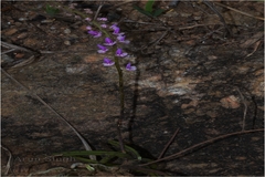 Diplocentrum recurvum